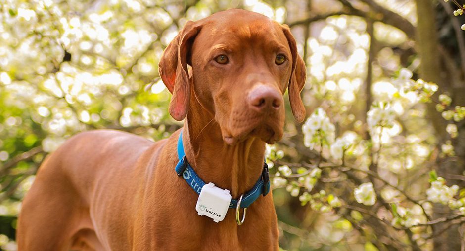 Tractive GPS Pet Tracker Review