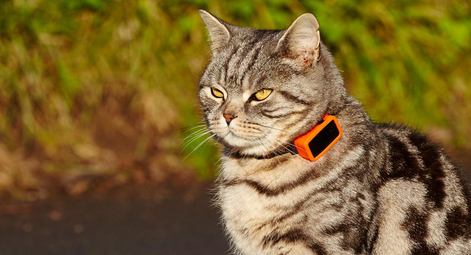G-Paws Pet Tracker Review