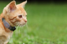 Loc8tor Pet GPS For Cats
