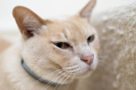 Pawtrack GPS Cat Tracking Collar