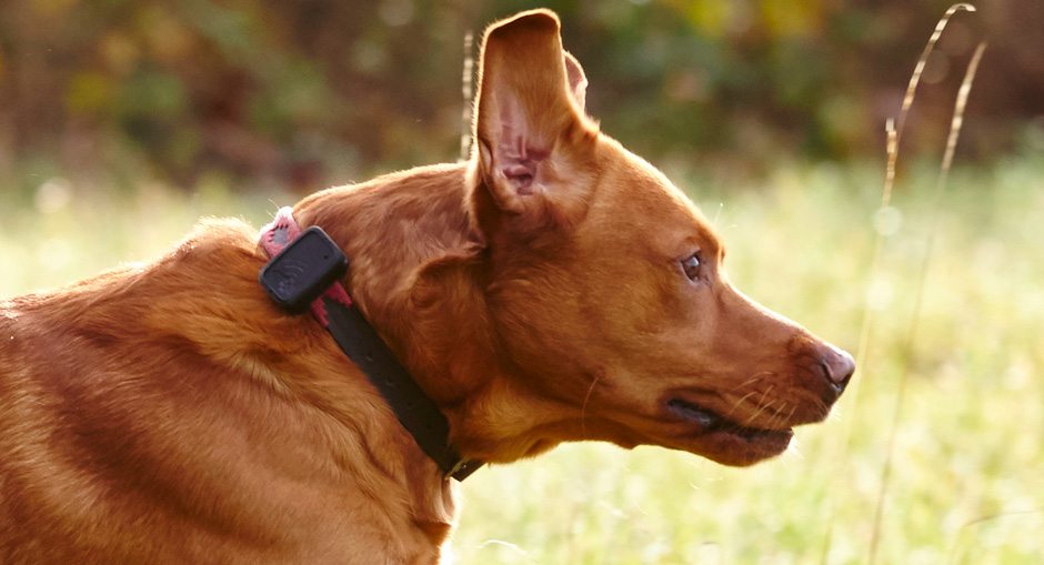 G-Paws 2 Pet Tracker Review