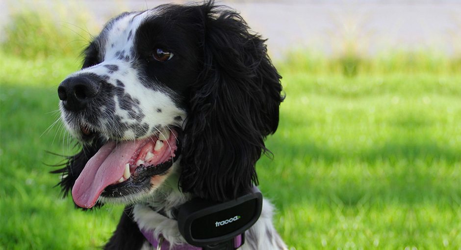 Tracca Dog Tracker Review
